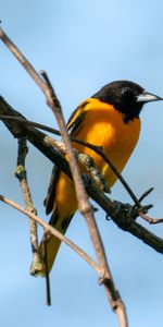 Animals,Bright,Bird,Branches,Feather