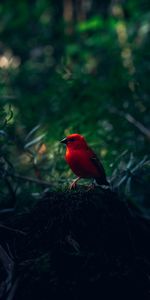 Animals,Bright,Branches,Bird,Red Bird