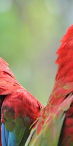 Animales,Birds,Pico,Par,Brillante,Pareja,Loros