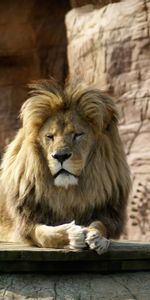 Animals,Brown,Animal,King Of The Beasts,Big Cat,King Of Beasts,Lion