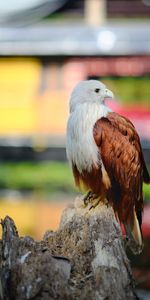 Animals,Brown,Bird,Wildlife,Eagle