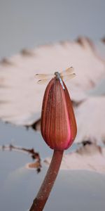 Animals,Bud,Insect,Dragonfly,Wings