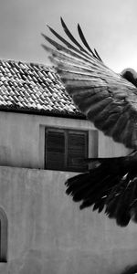 Animals,Building,Bird,Flight,Bw,Sweep,Sky,Chb,Wave,Raven