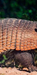 Animals,Bush,Battleship,Armadillo,South America,Sand