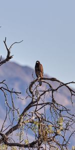 Animales,Montañas,Pájaro,Sucursales,Ramas,Depredador,Cometa,Arbusto