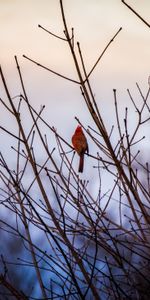 Animales,Arbusto,Pájaro,Cardenal Rojo