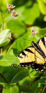 Animals,Bush,Insect,Wings,Butterfly