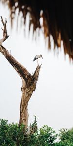 Animals,Bush,Wood,Tree,Stork,Bird