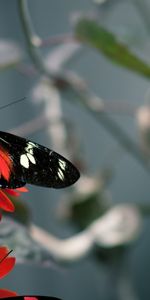 Animales,Mariposas