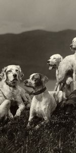 Animales,Bw,Una Familia,Familia,Multitud,Elevación,Un Montón De,Chb,Perros