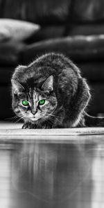 Animales,Bw,Ojos Verdes,Gato,Chb