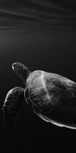 Animals,Bw,Swim,Chb,Turtle,To Swim,Underwater,Depth,Under Water