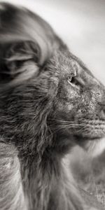 Animals,Bw,Wind,Chb,Mane,Lion