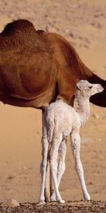 Camellos,Animales