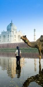 Animals,Camels,Landscape