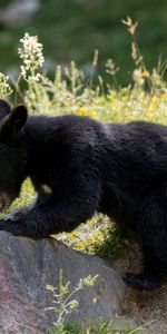 Animales,Oso,Soportar,Zanahoria,Naturaleza