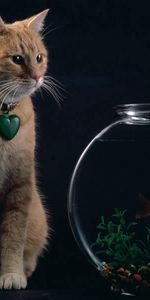 Un Poisson,Aquarium,Poisson,Animaux,Chat