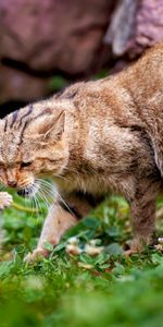 Животные,Кошки (Коты Котики)