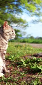 Animaux,Chats