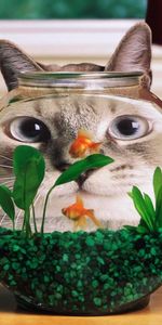 Animals,Cats,Aquariums,Funny