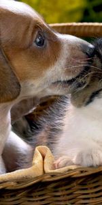 Animaux,Chats,Chiens