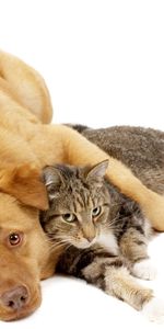 Animaux,Chiens,Chats