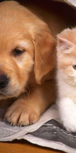 Animales,Perros,Gatos