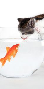 Animaux,Chats,Poissons,Humour