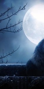 Animals,Cats,Moon