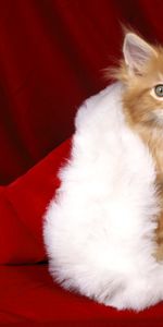 Animales,Año Nuevo,Navidad,Gatos