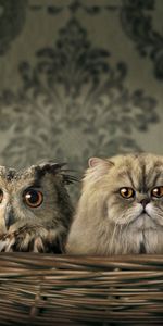 Animals,Cats,Owl