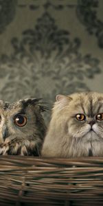 Animals,Cats,Owl,Funny