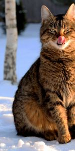 Animaux,Chats,Neige