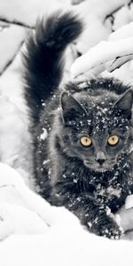 Animaux,Neige,Chats