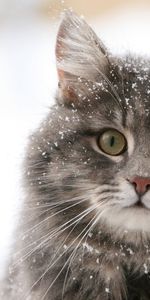 Animals,Cats,Snow