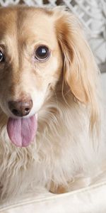 Animals,Chair,Dog,Sight,Opinion,Tongue,Language,Dachshund