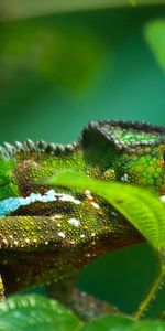 Animals,Chameleon,Paws,Pimples,Pup,Eye,Leaves