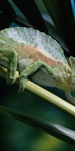 Lézards,Animaux,Les Caméléons