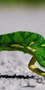 Lézards,Les Caméléons,Animaux