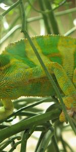 Lézards,Animaux,Les Caméléons