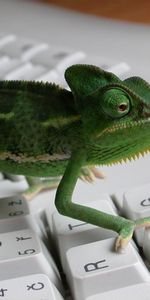 Lézards,Animaux,Les Caméléons