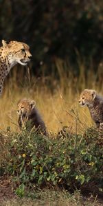 Animals,Cheetah