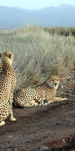 Animals,Cheetah