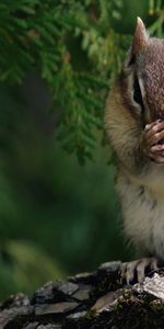 Chipmunks,Animaux