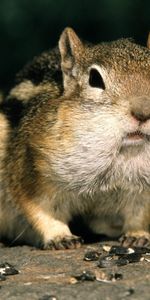 Chipmunks,Animaux