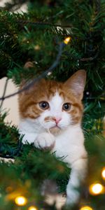 Animals,Christmas Tree,Kitty,Kitten,Playful,Cat