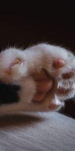 Animals,Claws,Paw,Wool,Cat