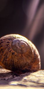 Animals,Close Up,Carapace,Snail,Shell