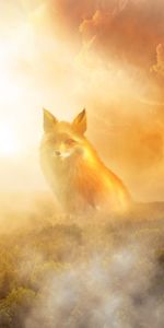 Animals,Clouds,Haze,Forest,Fog,Fox