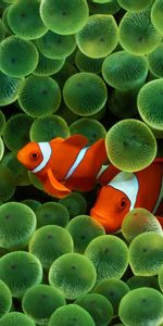 Animals,Clown Fish